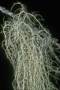 Usnea barbata image