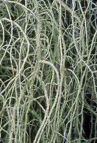 Image of Usnea scabrata