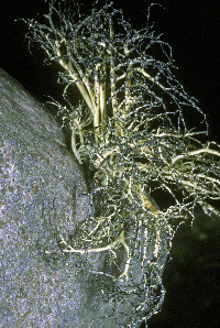 Image of Usnea sphacelata