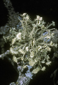 Usnea strigosa image