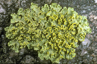 Image of Cetraria pinastri