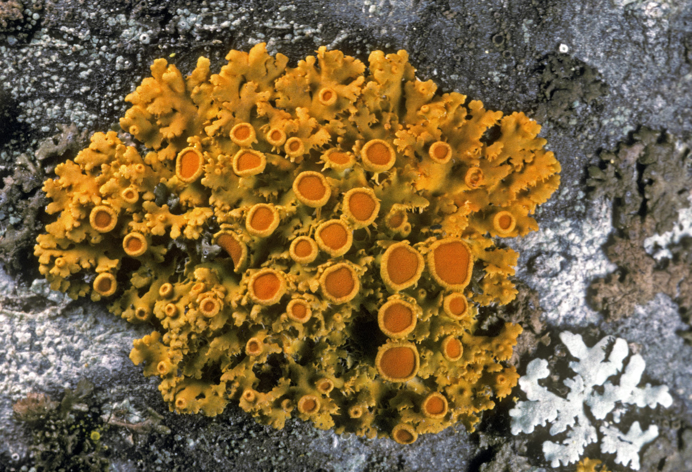 Xanthomendoza hasseana image