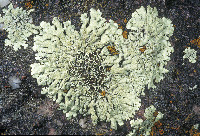 Xanthoparmelia californica image