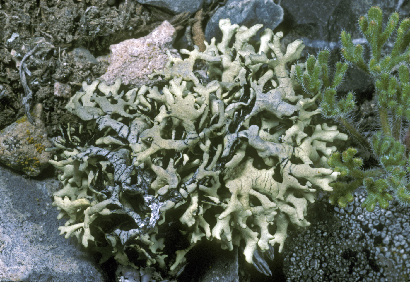 Xanthoparmelia chlorochroa image