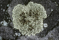 Xanthoparmelia cumberlandia image