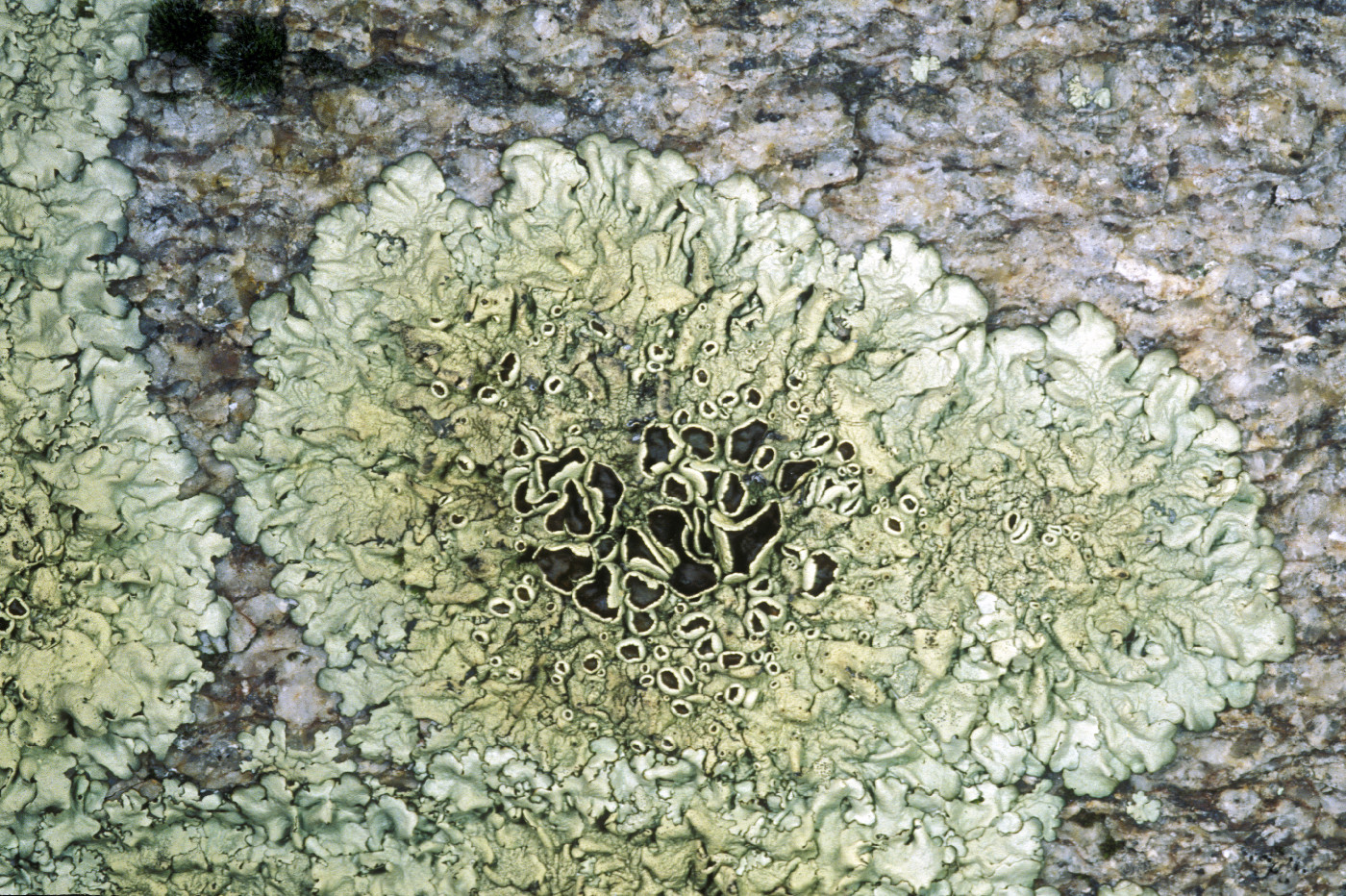 Xanthoparmelia lineola image