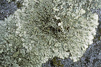 Xanthoparmelia lineola image