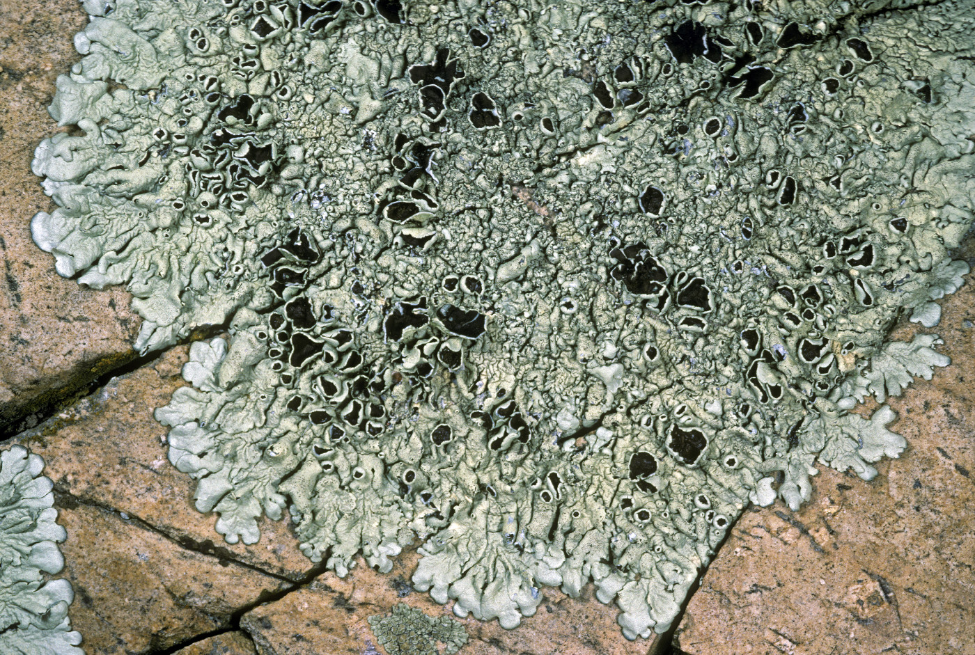 Xanthoparmelia novomexicana image