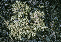 Xanthoparmelia wyomingica image