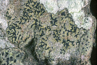 Zwackhia viridis image