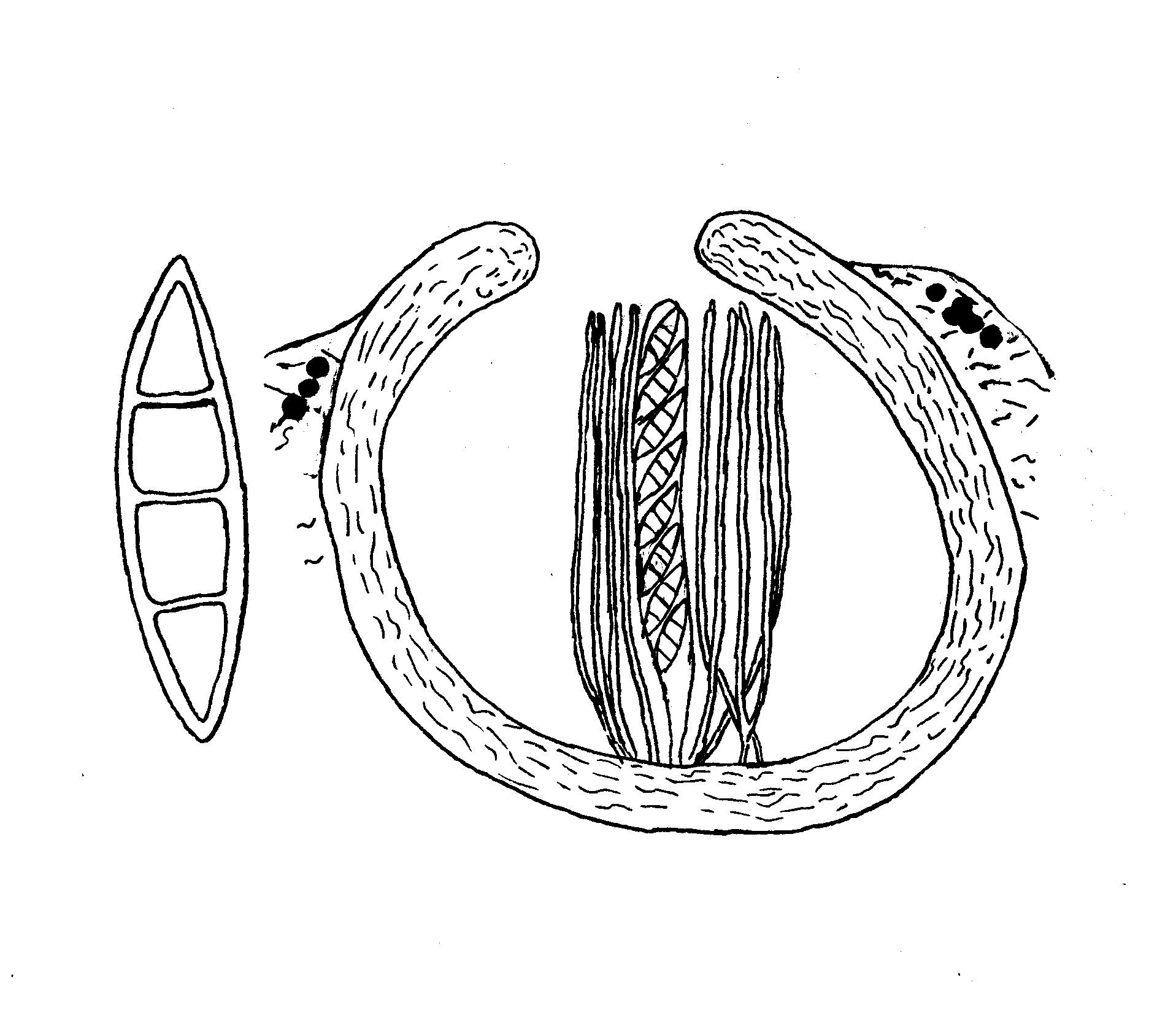 Strigula sychnogonioides image