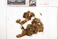 Lobaria discolor image