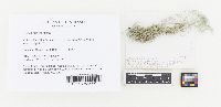 Usnea subscabrosa image