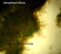 Seirophora villosa image