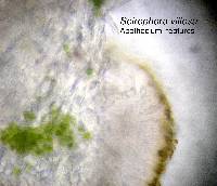 Seirophora villosa image