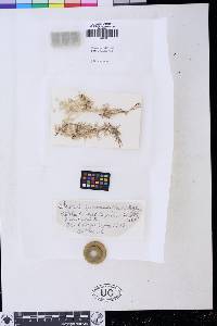 Cladonia pycnoclada image