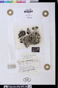 Cladonia subulata image