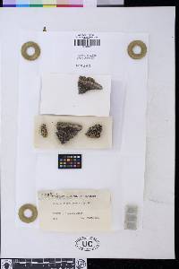 Lecanora atrosulphurea image