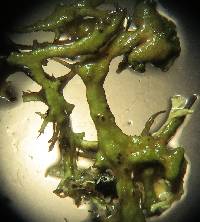 Anaptychia ciliaris image