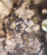 Placidiopsis cinerascens image