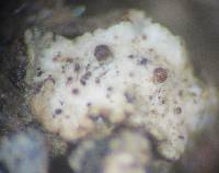 Endococcus incrassatus image