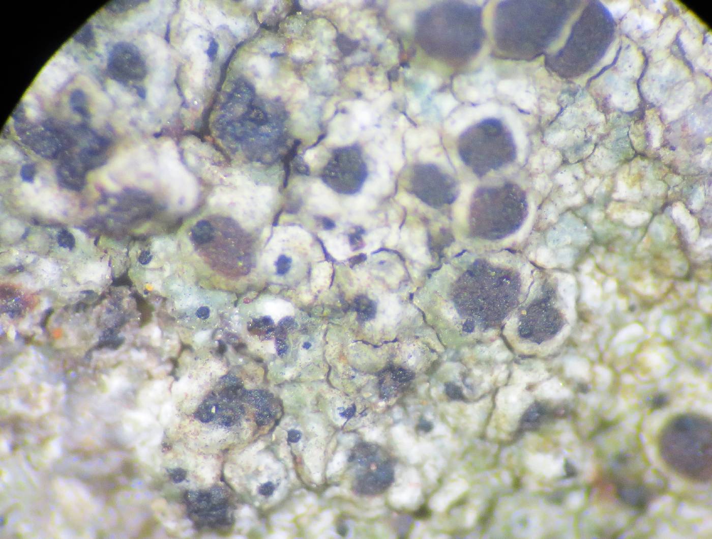 Endococcus matzeri image