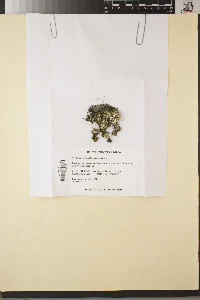 Cladonia subradiata image