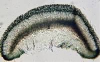 Bacidia coruscans image