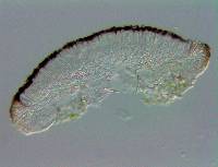 Lecania naegelii image