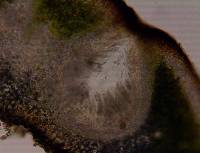 Catapyrenium squamulosum image