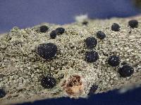 Image of Bacidia coruscans