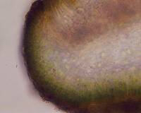 Lichinella cribellifera image