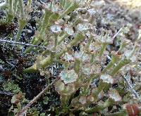 Cladonia verticillata image