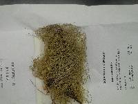 Usnea cornuta image