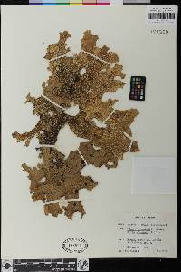 Lobaria pulmonaria image