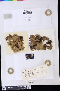 Peltigera horizontalis image