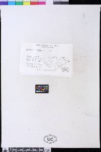 Menegazzia magellanica image