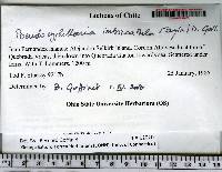 Pseudocyphellaria imbricatula image