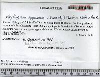 Leptogium azureum image