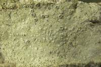 Lecanora protervula image