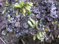 Peltigera didactyla image