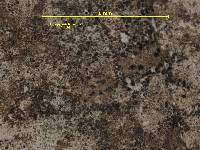 Arthopyrenia lichenum image