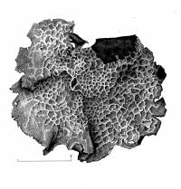 Umbilicaria (Agyrophora) image