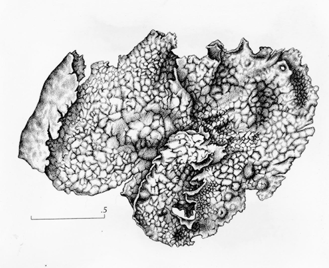 Umbilicaria leiocarpa image
