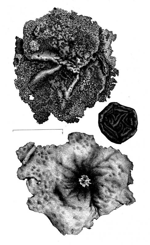 Umbilicaria arctica image
