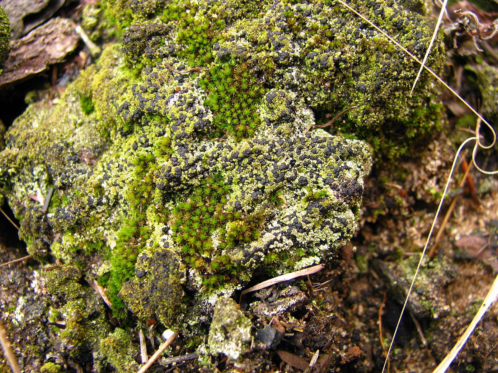 Placynthiella uliginosa image