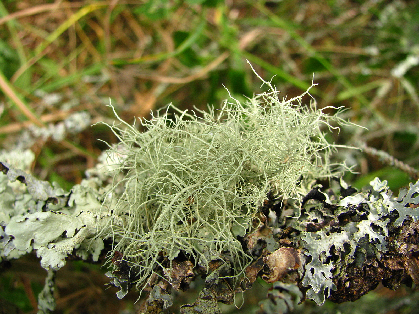 Usnea glabrescens image