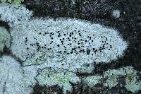 Lecanora argentata image