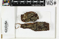Phyllopsora pyrrhomelaena image
