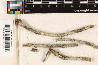 Acanthothecis hololeucoides image